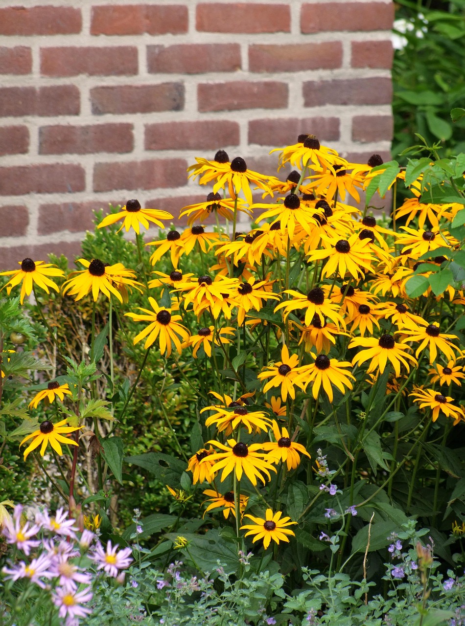 k-pvir-g-rudbeckia-fulgida-pixabay-pixabay