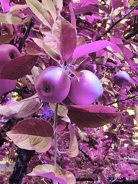 Free Apple Tree photo and picture