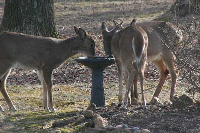 Free Deer Wildlife photo and picture
