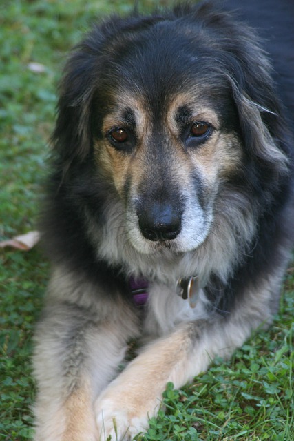 Free Dog Animal photo and picture