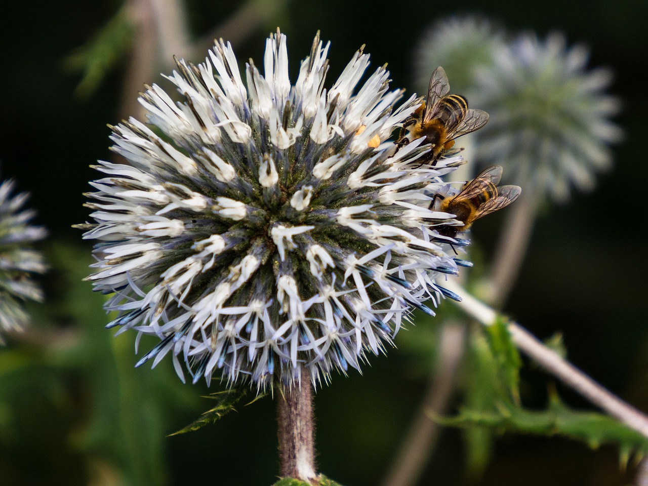 Thistle - free online jigsaw puzzle photo
