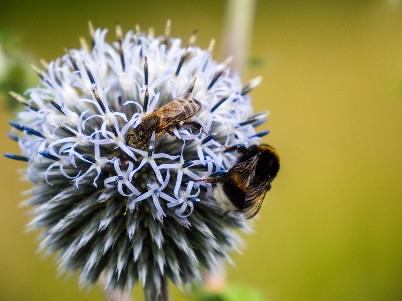 Thistle - free online jigsaw puzzle photo