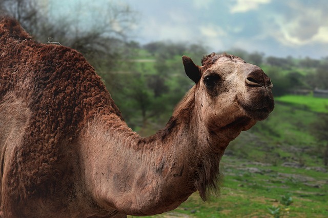 Free Camel Animal photo and picture