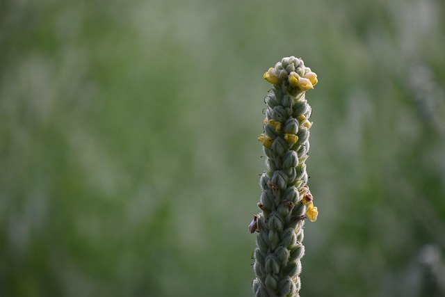 Free Plant Green photo and picture