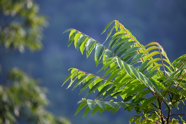 Free Plant Green photo and picture