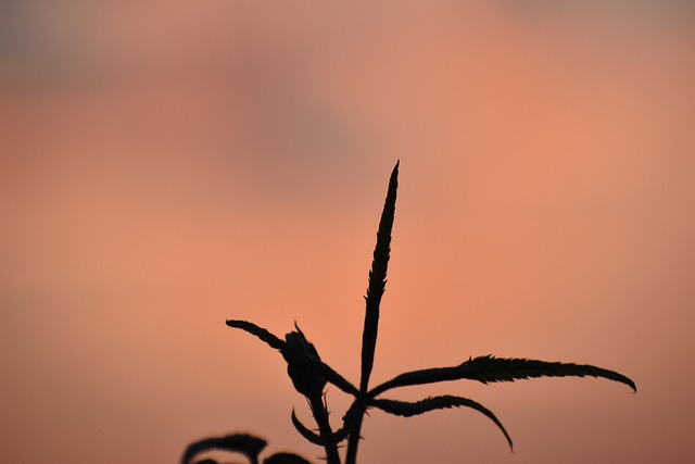 Free Plant Nature photo and picture