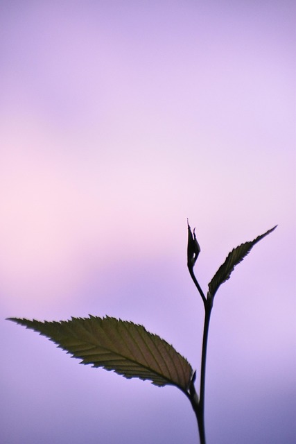 Free Plant Spring photo and picture