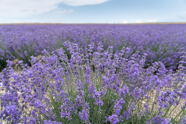 Lavendelfeld, Lavendel, Lila, Blumen