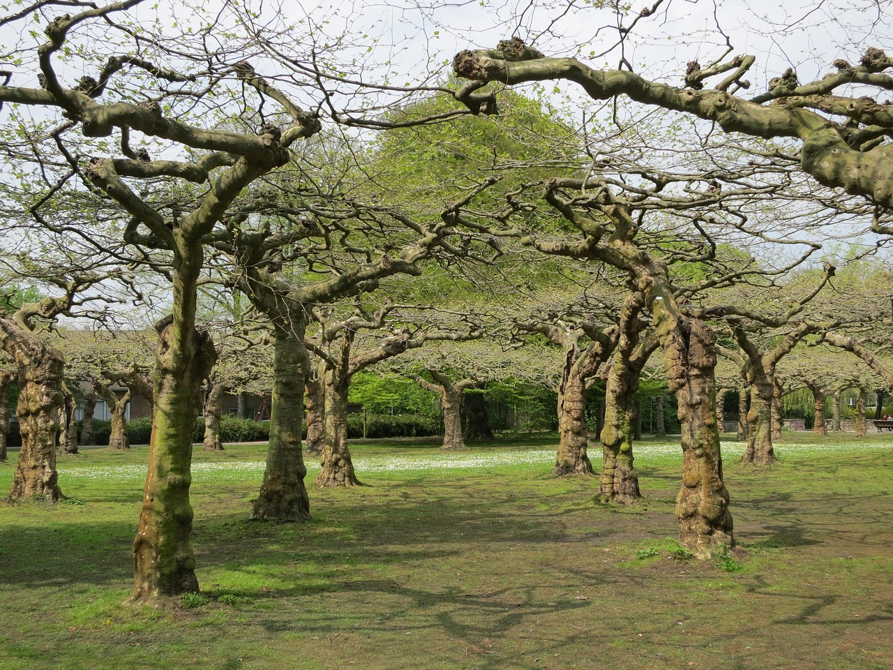 Naturaleza Árboles Paisaje - Foto gratis en Pixabay - Pixabay