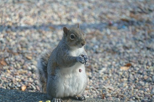 Free Squirrel Animal photo and picture