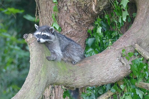 Free Raccoon Tree photo and picture