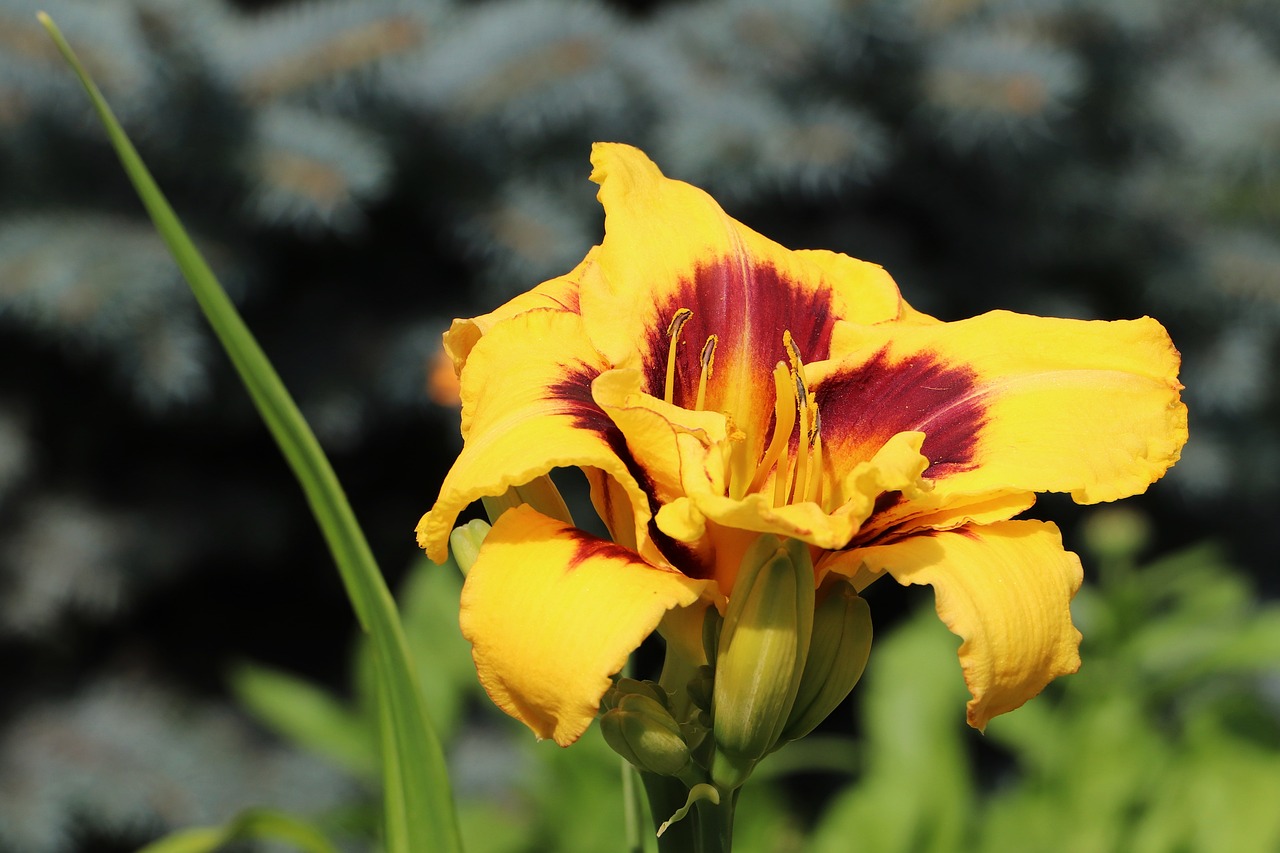 Flower - free online jigsaw puzzle photo