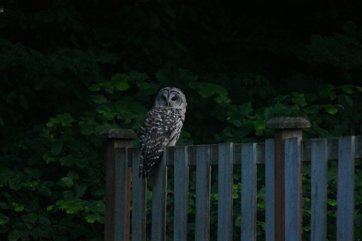 Free Owl Barred Owl photo and picture