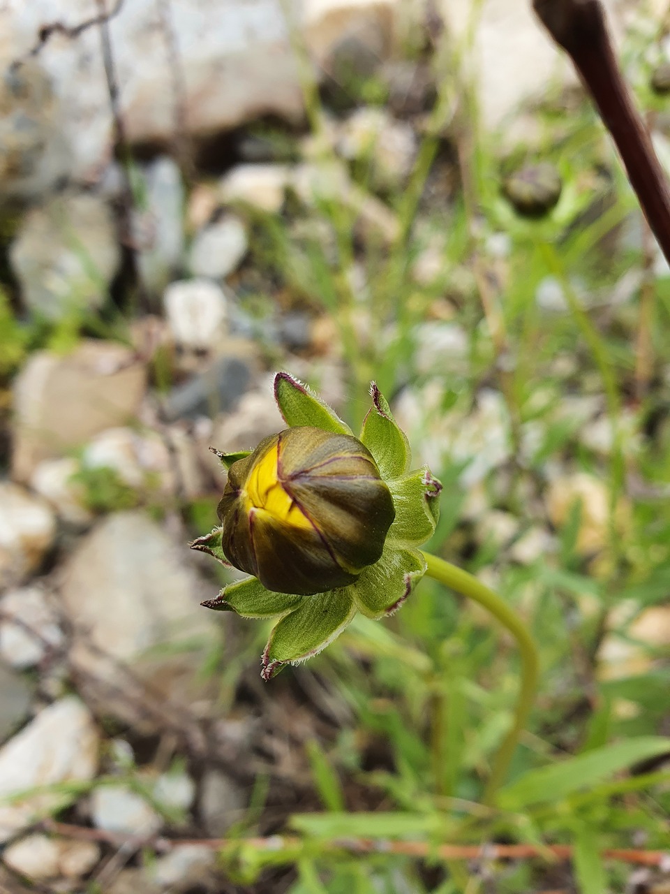 Ballflower Yellow Flower Big - Free photo on Pixabay - Pixabay