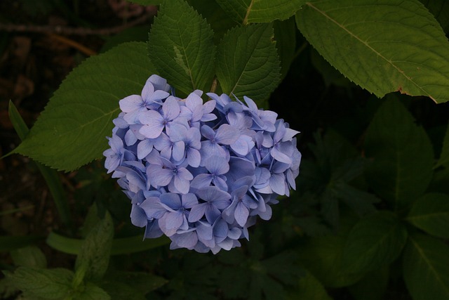 Free Flower Hydrangea photo and picture