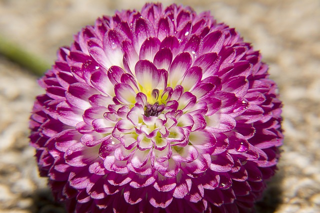 Flores, Pétalos, Rosado, Florecer