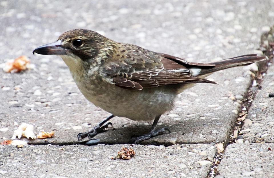 Bird Wildlife Butcherbird - Free photo on Pixabay