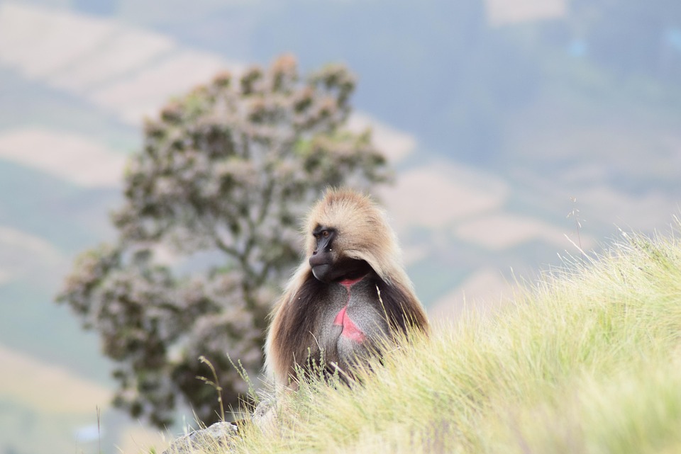 Baboon Wildlife Africa - Free photo on Pixabay