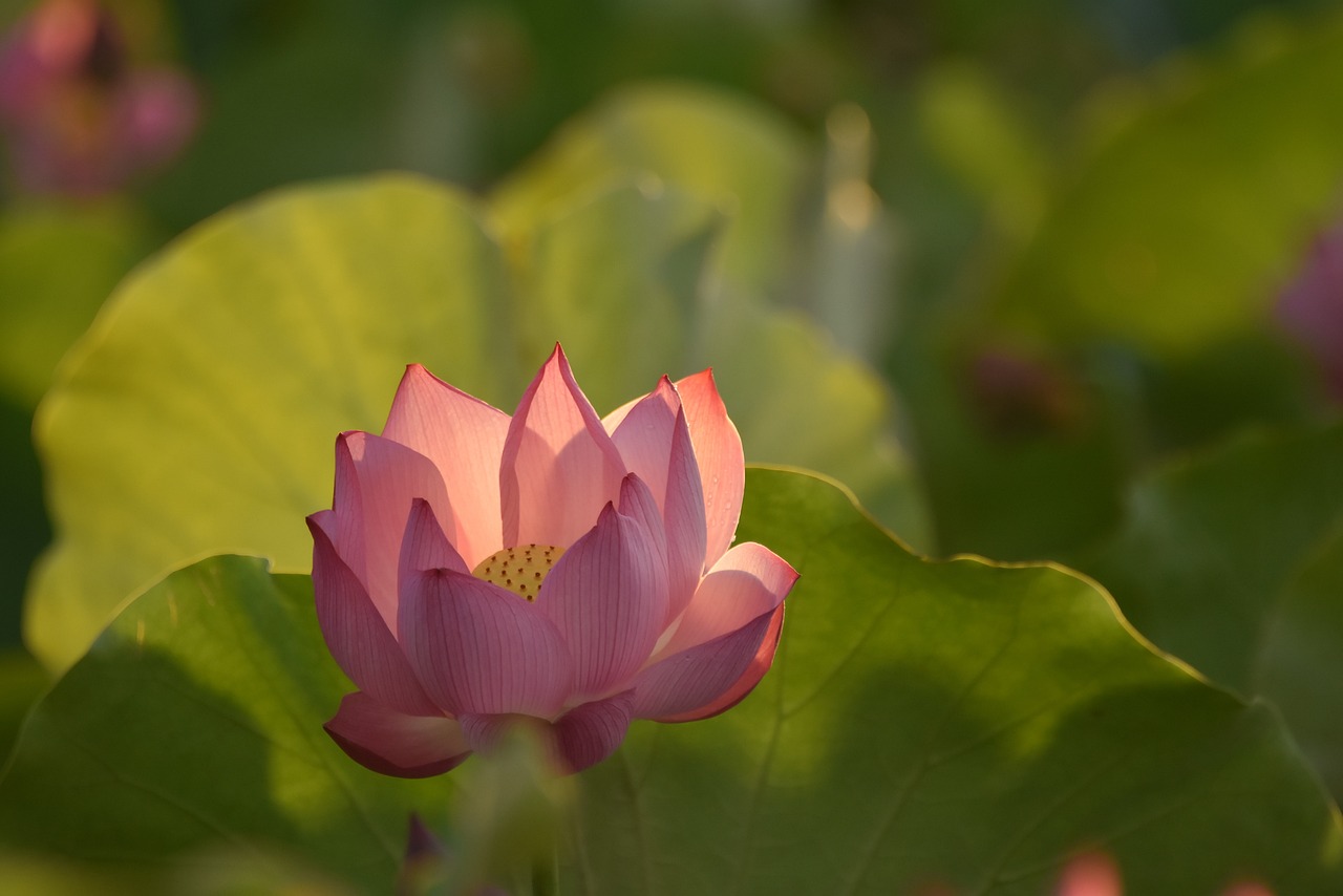 Lotus Flower Blossom Free photo on Pixabay Pixabay