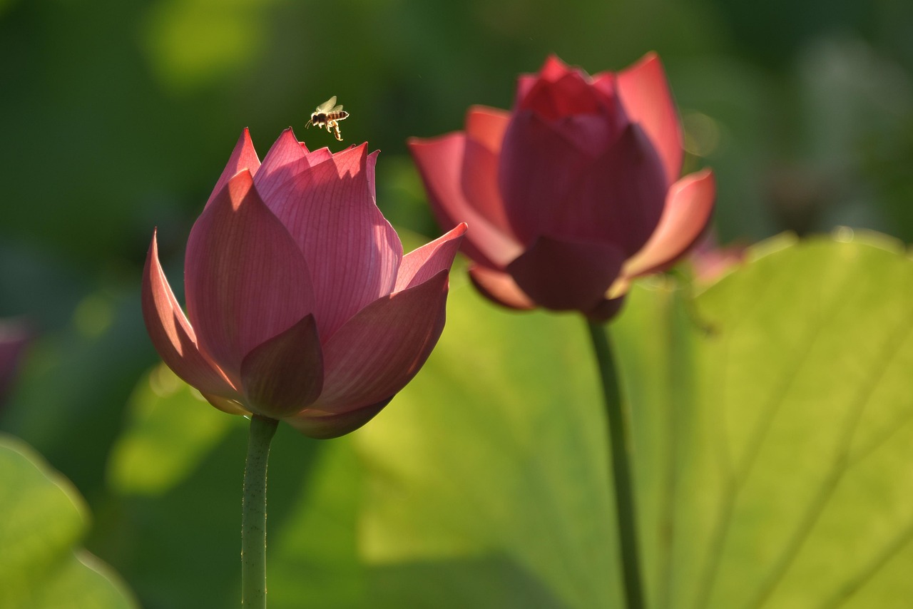 Lotus Flower Vietnam - Free photo on Pixabay