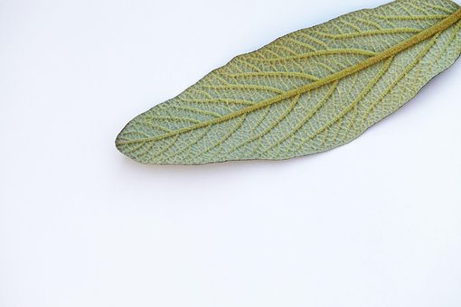 Free Leaf Free Wallpaper photo and picture