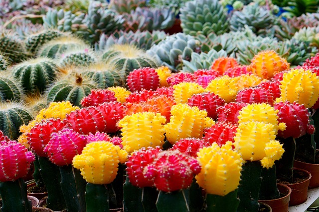 Free Cactus Flora photo and picture