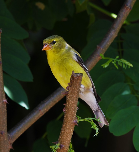 Free Bird Nature photo and picture
