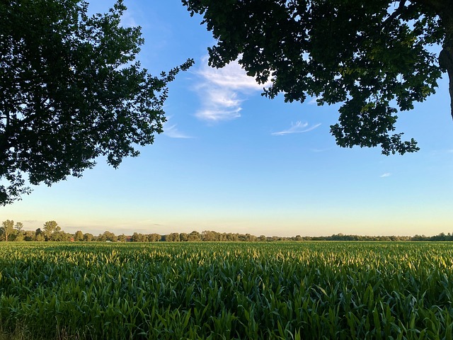 Kornmark, Træer, Himmel, Lys