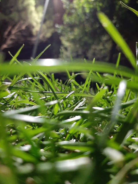 Free Forest Grass photo and picture