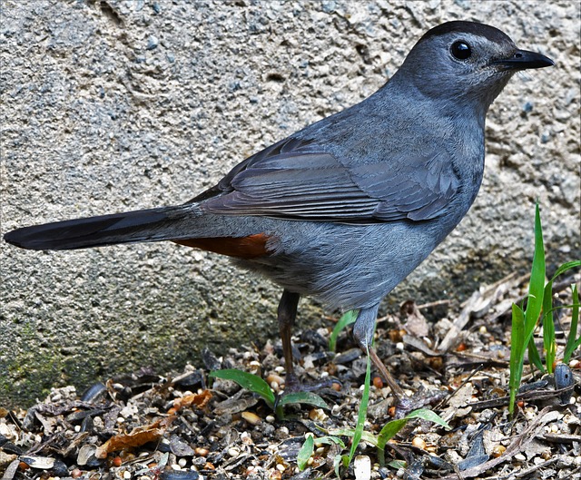 Free Bird Catbird photo and picture