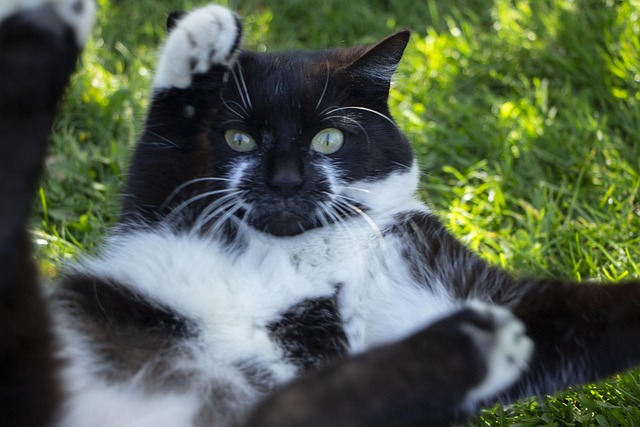 Free Cat Garden photo and picture