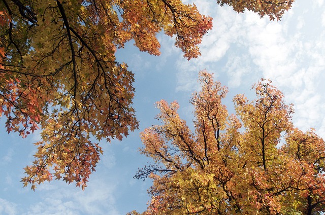 Free Leaf Tree photo and picture