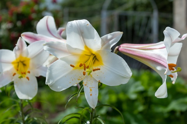 Lilie, Blume, Blütenblätter, Flora