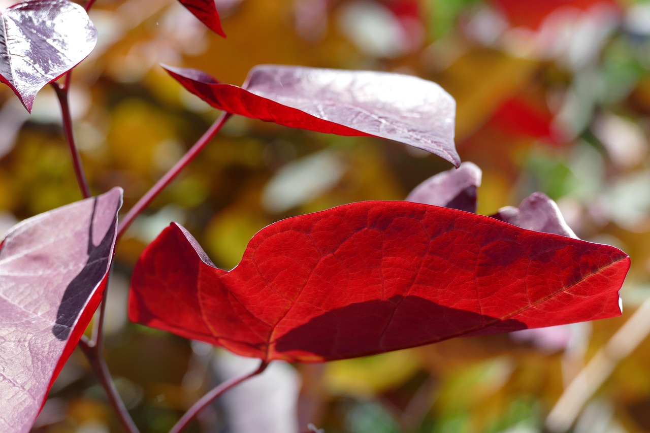 Sheet Foliage Tree - Free photo on Pixabay - Pixabay