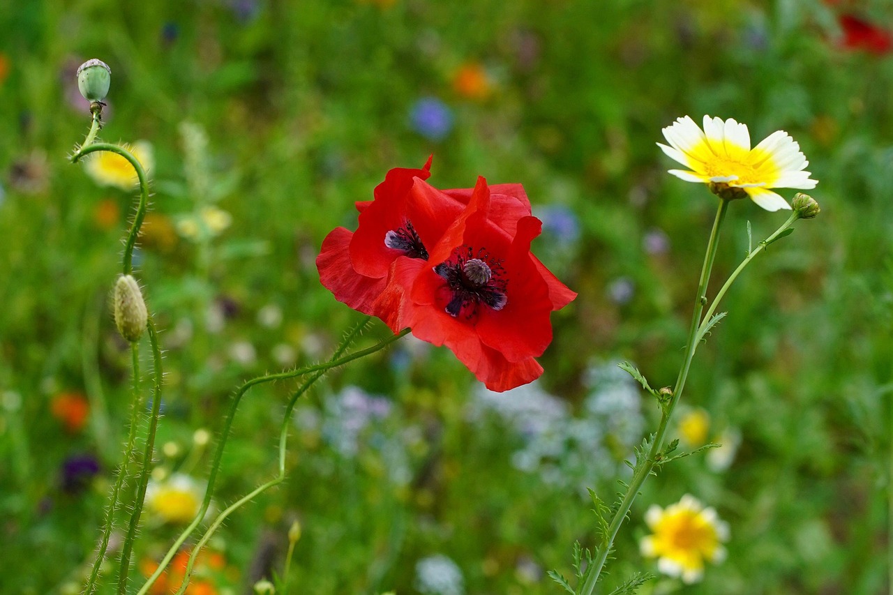 600+ kostenlose Blumengrüße und BlumengrußBilder Pixabay