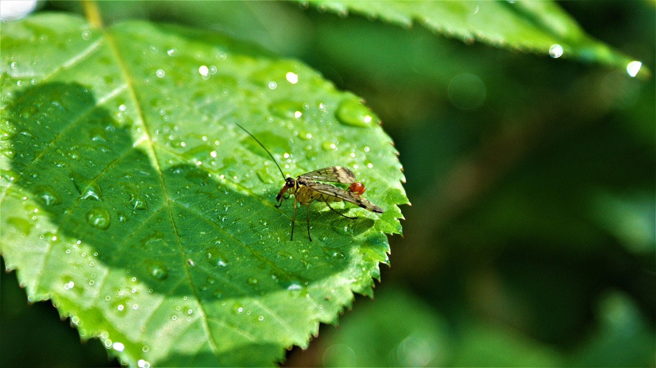 Insects Leaves Nature - Free photo on Pixabay