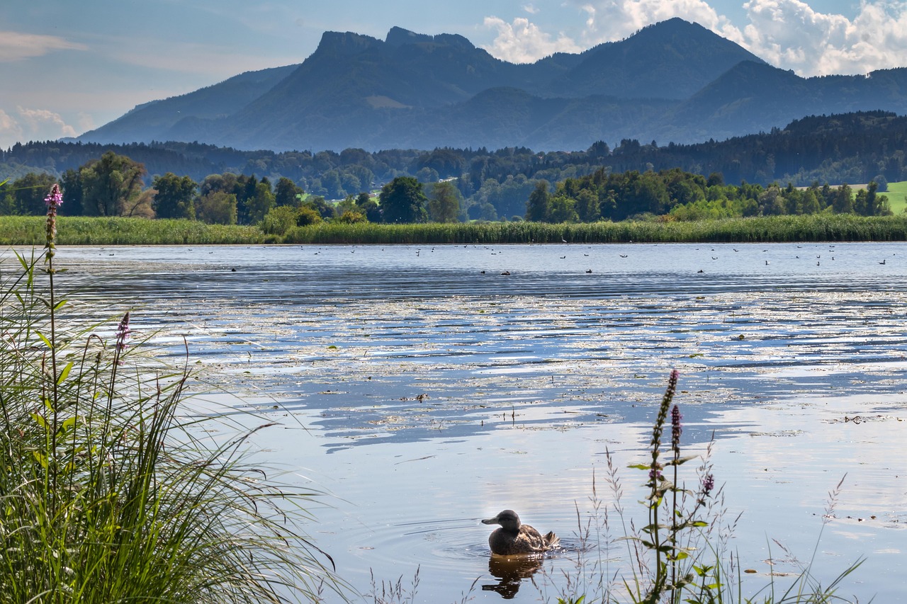canard-eaux-montagnes-photo-gratuite-sur-pixabay-pixabay