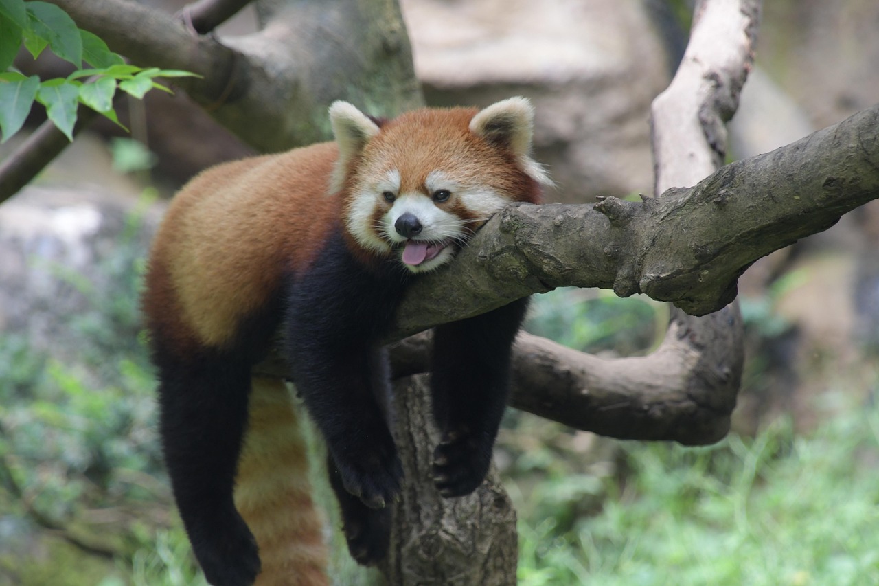 안심하다 나무 쉬다 - Pixabay의 무료 사진 - Pixabay