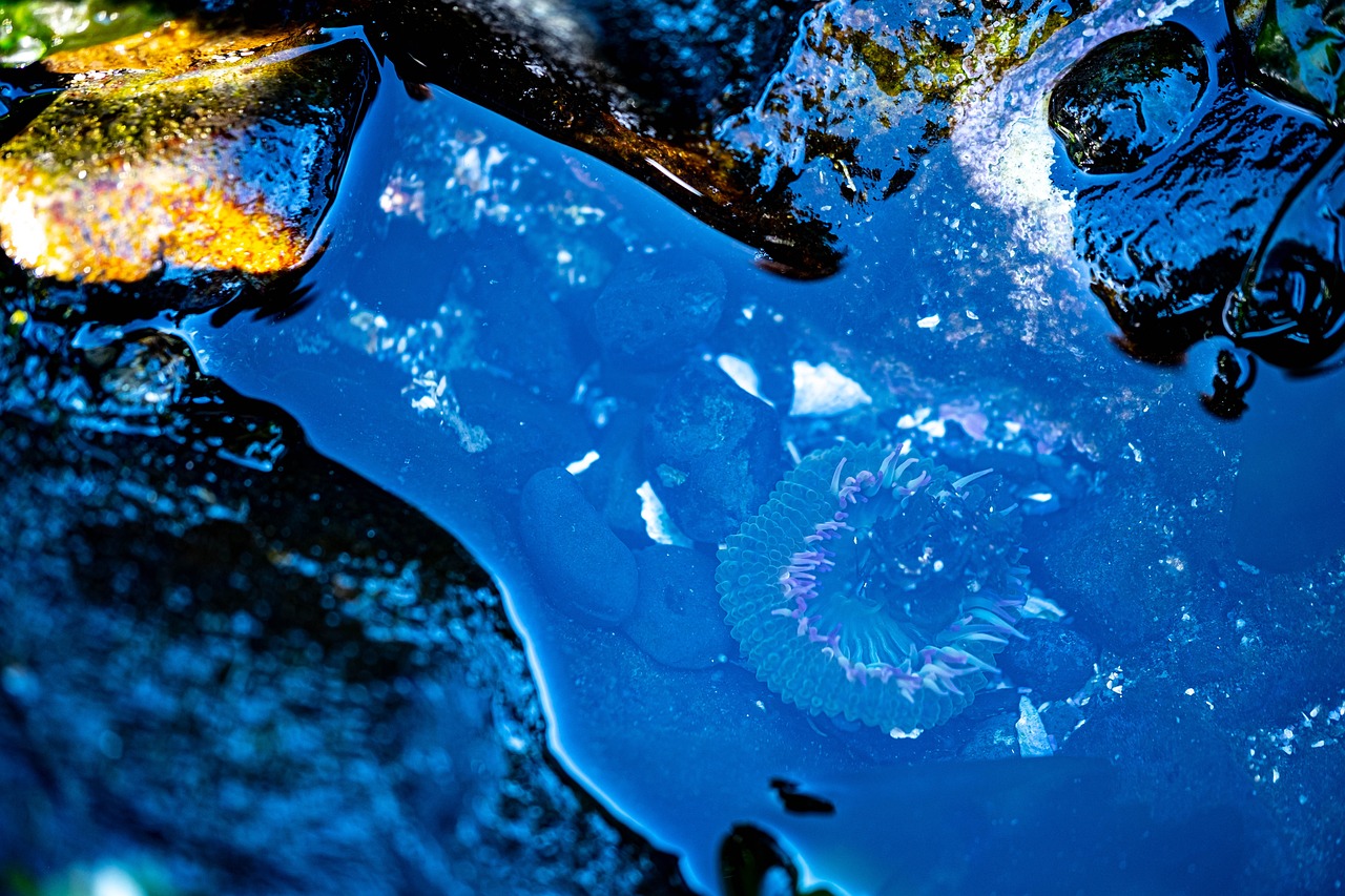 Anemone Tide Pool Coastal - Free photo on Pixabay - Pixabay