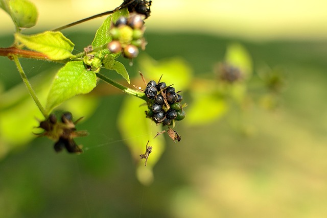 Free Plant Toxic Plant photo and picture