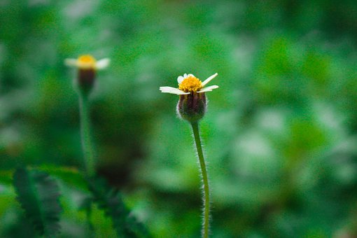 Natur, Blume, Gelb, Blumen Hintergrund