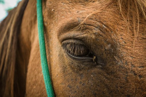 Pferd, Auge, Tier, Bauernhof, Natur