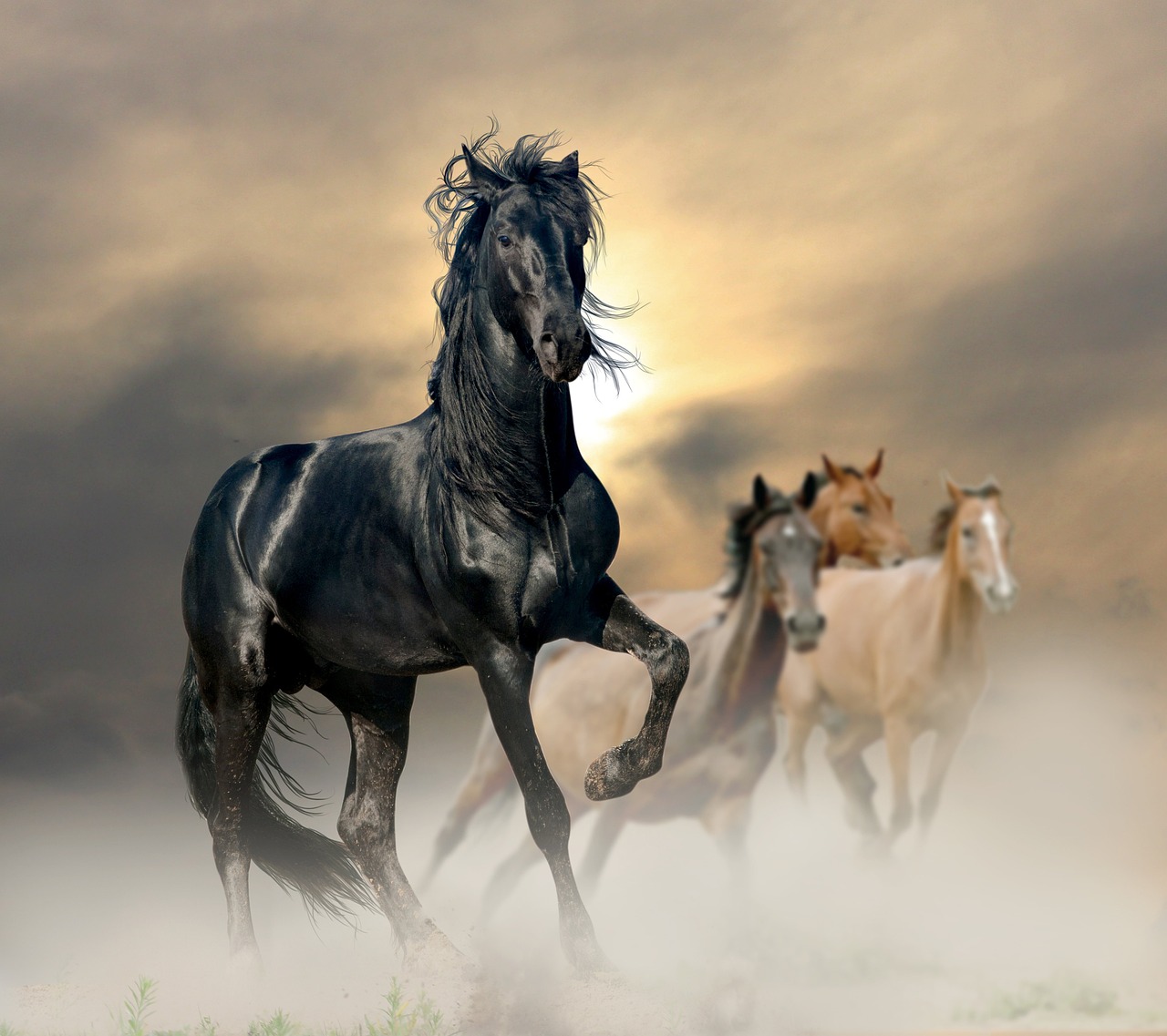 Plus De 100 000 Images De Chevaux Noir Et De Cheval Pixabay