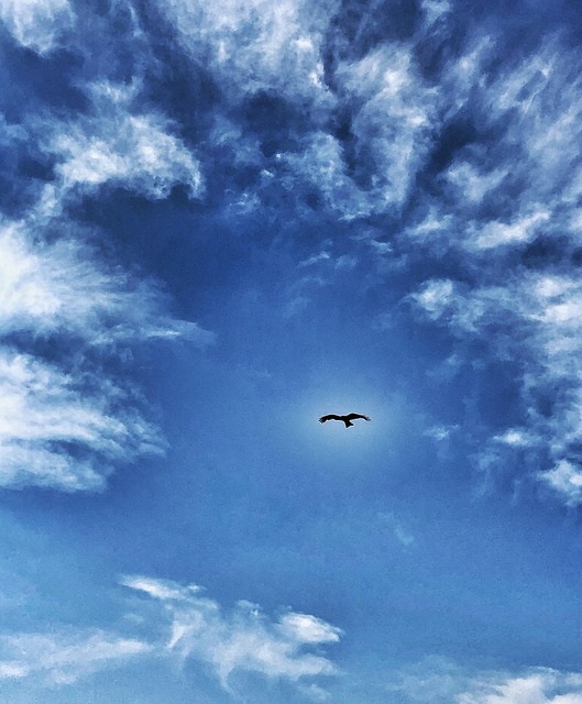 Ørn, Blå Himmel, Himmel, Landskab, Natur