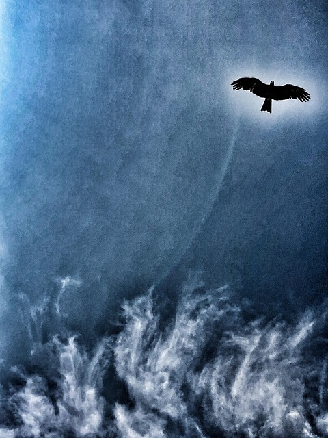 Ørn, Blå Himmel, Himmel, Landskab, Natur