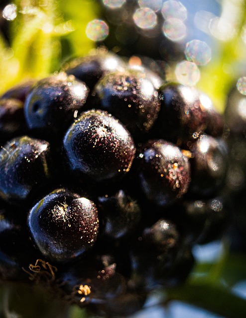 Free Blackberry Fruit photo and picture