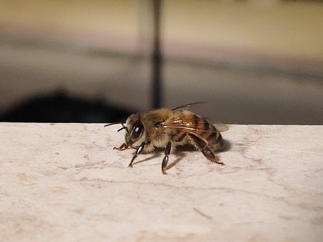 Bee, Antenner, Insekter, Natur, På