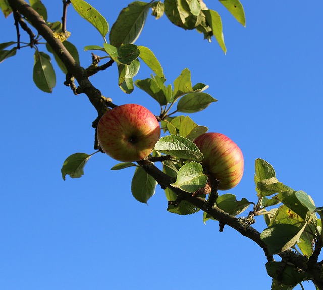 Free Apple Fruit photo and picture