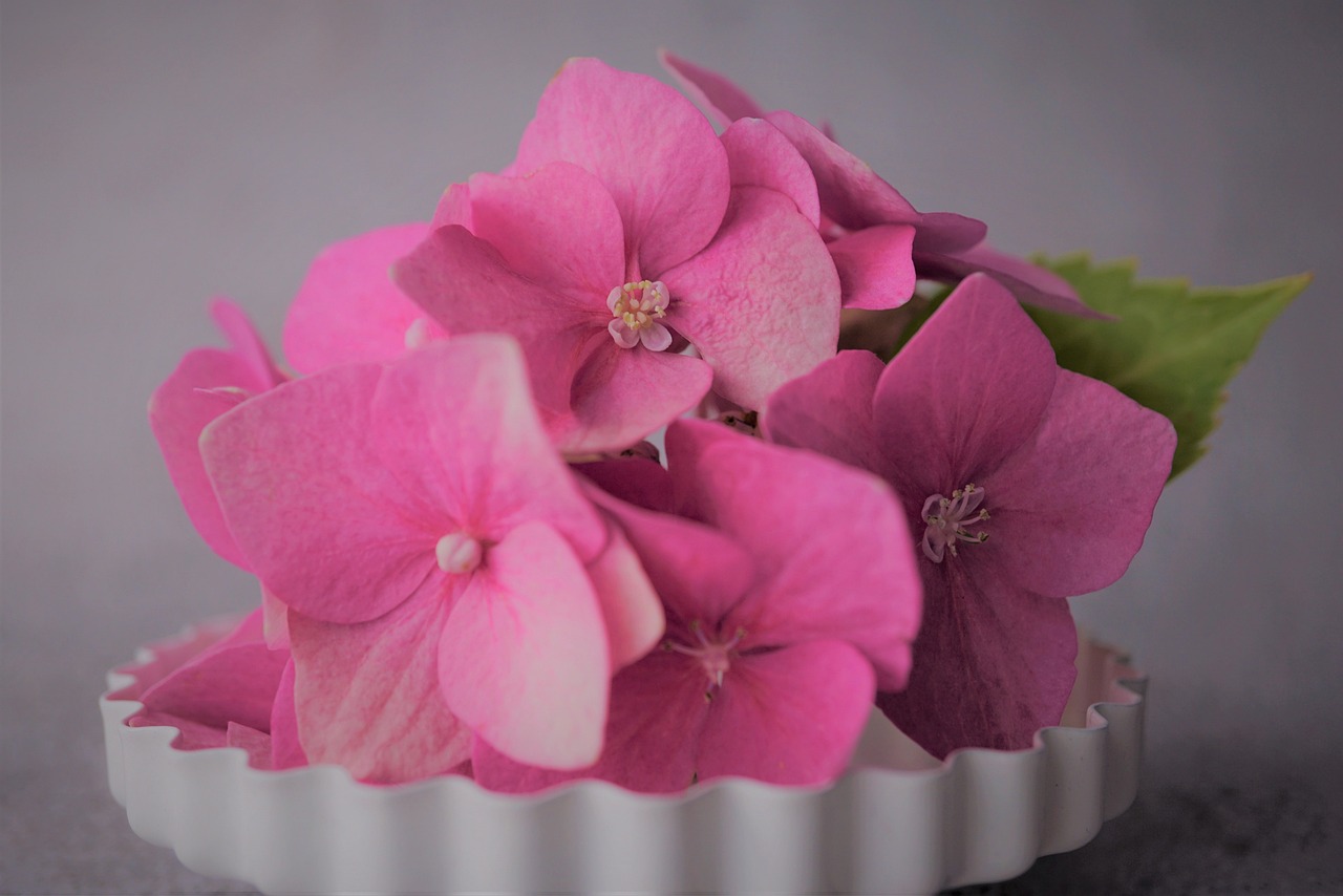 pink, flower, plant, beautiful flowers, hydrangea, hydrangea flower, petals, nature, flower wallpaper, garden, flower background, blossom, bloom, decoration, up close, flower garden, table decorations, grow