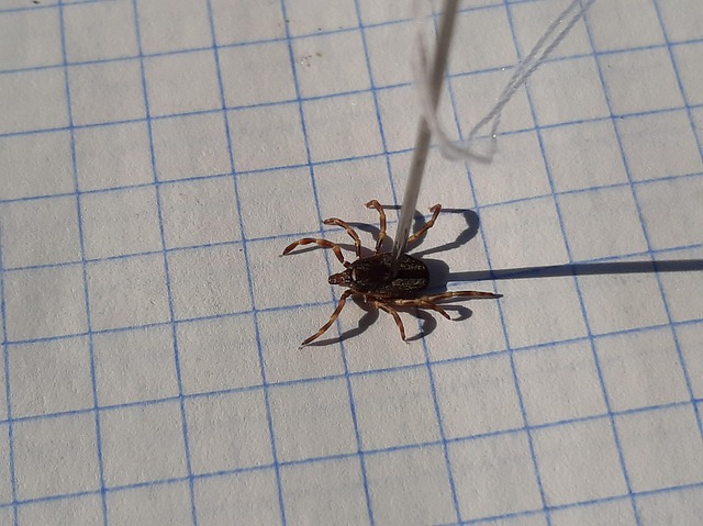 Mite Insect - Free photo on Pixabay - Pixabay